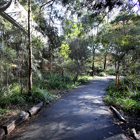  Cadigal Reserve path and tree view